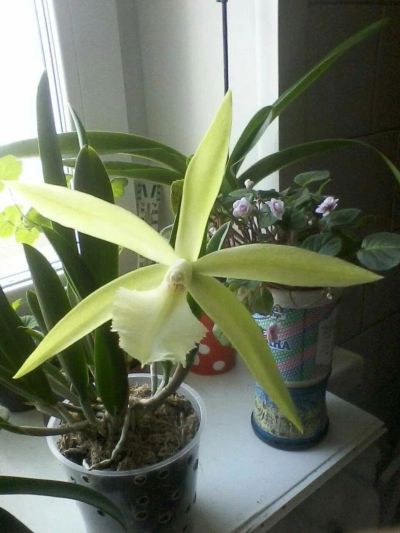 Лот: 10968995. Фото: 1. Орхидея Брассовола. Горшечные растения и комнатные цветы