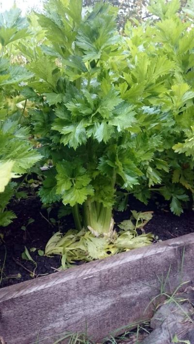 Лот: 10392604. Фото: 1. Сельдерей черешковый куст. Овощи, фрукты, зелень