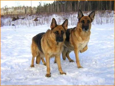 Лот: 3548559. Фото: 1. Щенки немецкой овчарки (1.5 мес... Собаки, щенки
