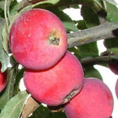 Лот: 6095242. Фото: 1. Продам ранетки, яблочки, полукультурка... Овощи, фрукты, зелень
