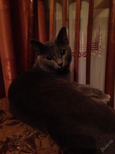 Лот: 4259034. Фото: 1. Русская голубая. Кошки, котята