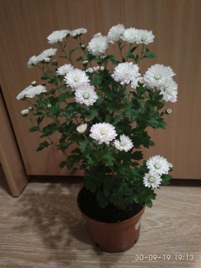 Лот: 14672535. Фото: 1. Хризантема (мультифлора). Горшечные растения и комнатные цветы