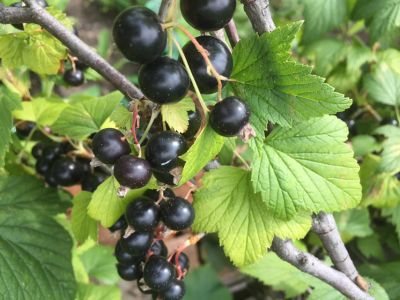 Лот: 14283205. Фото: 1. Смородина, ягода,соберу под заказ... Ягоды, орехи