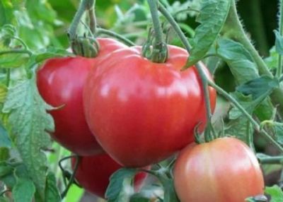 Лот: 11570506. Фото: 1. Рассада помидор (томат) Абаканский... Овощи