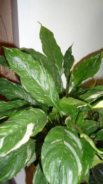 Лот: 2951283. Фото: 1. Spathiphyllum 'Domino' (Спатифиллум... Горшечные растения и комнатные цветы