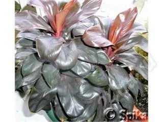 Лот: 33839. Фото: 1. Кордилина верхушечная 'Purple... Красноярск
