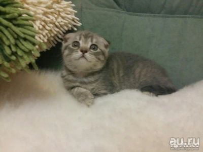 Лот: 8791873. Фото: 1. Кошечка окраса вискас. Кошки, котята