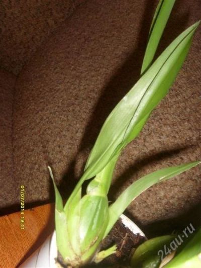 Лот: 969911. Фото: 1. Орхидеи (Калманара детка). Горшечные растения и комнатные цветы