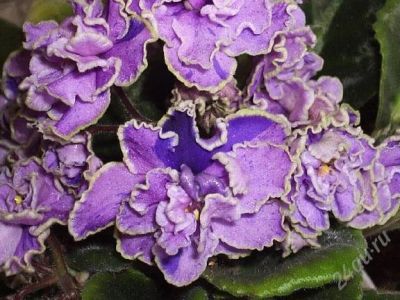 Лот: 2270781. Фото: 1. фиалка Flora Queen. Горшечные растения и комнатные цветы
