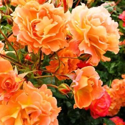 Лот: 22039209. Фото: 1. Роза почвопокровная Эйфория. Садовые цветы