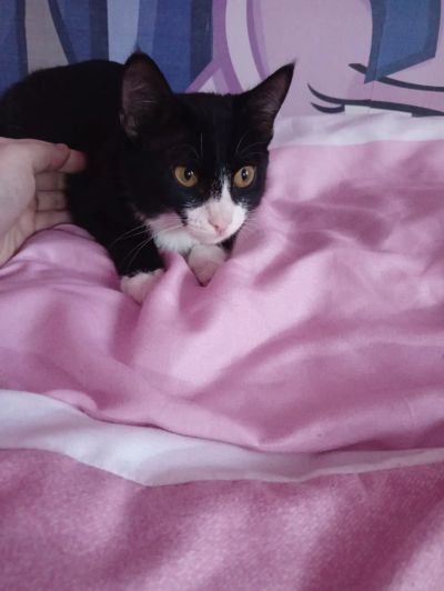 Лот: 21146141. Фото: 1. Котенок-девочка. Кошки, котята