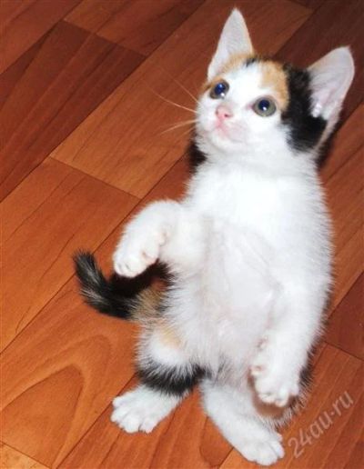 Лот: 2122893. Фото: 1. Отдам котенка. Кошки, котята