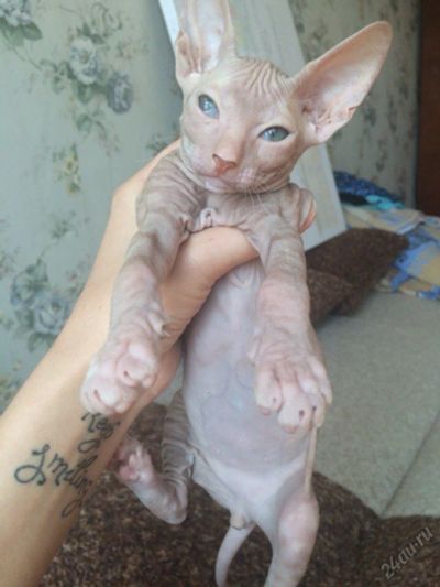 Лот: 5686779. Фото: 1. Сфинкс. Кошки, котята