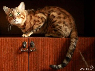 Лот: 3141952. Фото: 1. бенгальский кот на вязку!. Кошки, котята