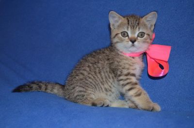 Лот: 3096406. Фото: 1. Шотландская игривая кошечка). Кошки, котята