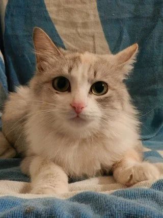 Лот: 3463063. Фото: 1. Очаровательная Матильда. Кошки, котята