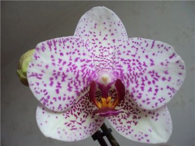 Лот: 4787155. Фото: 1. Орхидея фаленопсис, отцвел. Горшечные растения и комнатные цветы