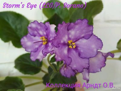 Лот: 12967276. Фото: 1. Фиалка Storm's eye, лист. Горшечные растения и комнатные цветы