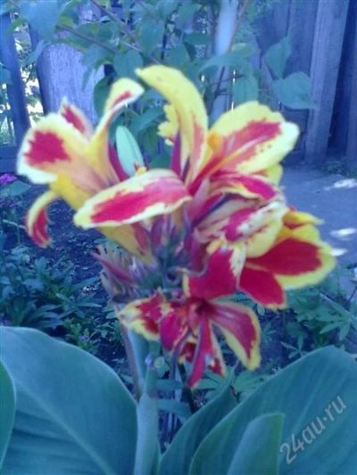 Лот: 1967683. Фото: 1. Канна. Другое (семена, рассада, садовые растения)