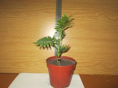 Лот: 5039143. Фото: 1. хамедорея. Горшечные растения и комнатные цветы