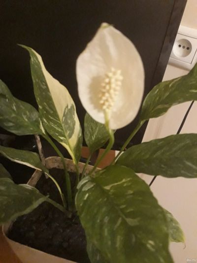 Лот: 17311994. Фото: 1. Очень красивый Спатифиллум Джемини... Горшечные растения и комнатные цветы