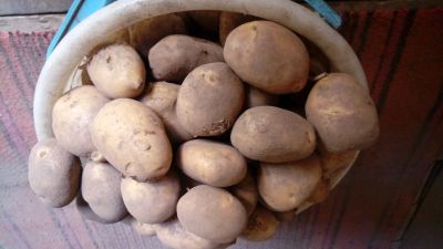 Лот: 12091380. Фото: 1. Семенной картофель Агрия. Картофель