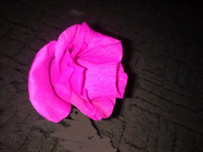Лот: 3517233. Фото: 1. Розы из конфет. Букеты из конфет, игрушек