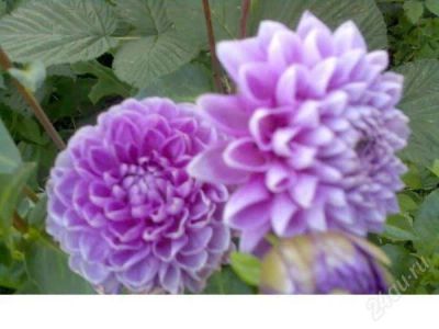Лот: 930930. Фото: 1. георгин. Другое (семена, рассада, садовые растения)