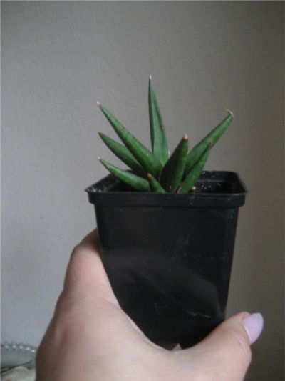 Лот: 10503271. Фото: 1. Сансевиерия франциза (Sansevieria... Горшечные растения и комнатные цветы
