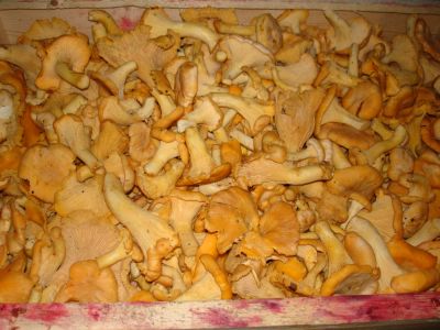 Лот: 1976493. Фото: 1. Свежие грибы Лисички 10 литров. Грибы