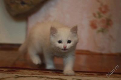 Лот: 1866800. Фото: 1. Чисто-белая кошечка (котенок... Кошки, котята