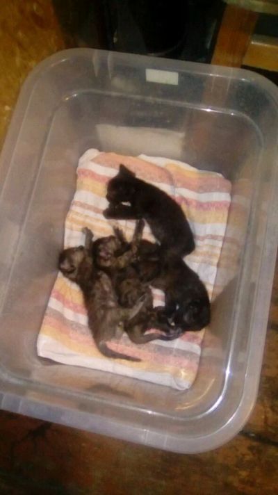 Лот: 11443480. Фото: 1. Отдам котят. Кошки, котята