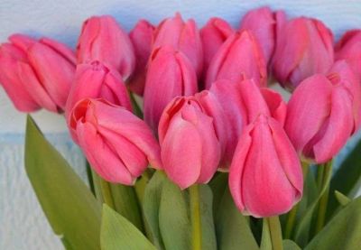 Лот: 16993082. Фото: 1. Тюльпаны оптом сорт "Carolla... Свежие цветы