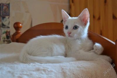 Лот: 2738343. Фото: 1. Отдам котенка. Кошки, котята