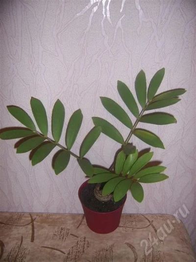 Лот: 566965. Фото: 1. замия. Горшечные растения и комнатные цветы