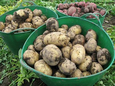 Лот: 4534472. Фото: 1. Продам картофель деревенский. Картофель