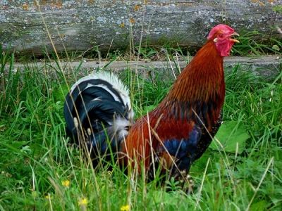 Лот: 5289587. Фото: 1. Красивый петух (добавила реальные... Птицы