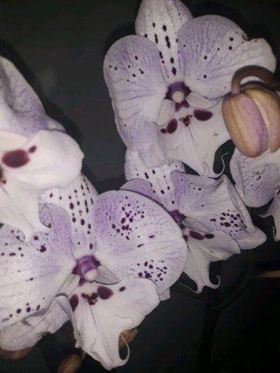 Лот: 12524202. Фото: 1. Орхидея биг лип. Горшечные растения и комнатные цветы