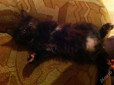 Лот: 2419361. Фото: 1. Котенок-девочка простая черепаховый... Кошки, котята