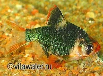 Лот: 2224218. Фото: 1. Барбус суматранский-мшистый зеленый... Рыбки