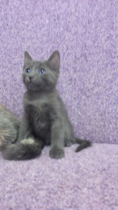 Лот: 6424679. Фото: 1. Красивые и потешные котята в хорошие... Кошки, котята
