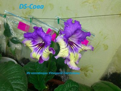 Лот: 3359830. Фото: 1. Стрептокарпус DS-Сова-лист. Горшечные растения и комнатные цветы