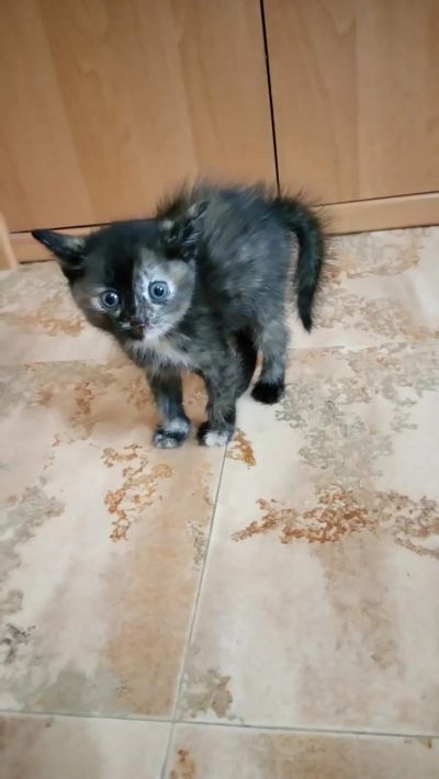 Лот: 9491443. Фото: 1. Маленький комочек счастья ищет... Кошки, котята