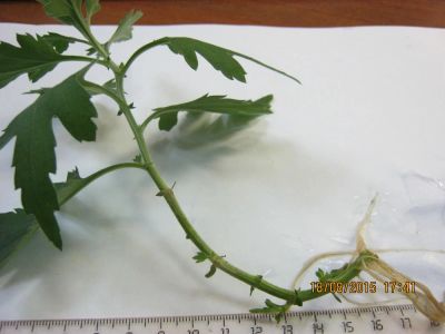 Лот: 6585654. Фото: 1. хризантема белая 4. Горшечные растения и комнатные цветы