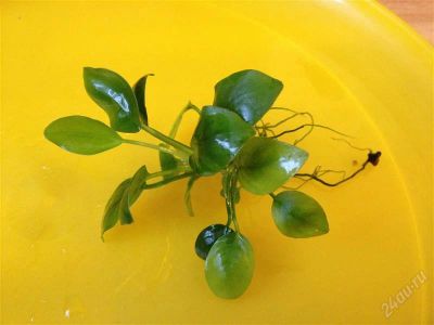 Лот: 2665505. Фото: 1. Растения (Анубиас, Эхинодорус... Водные растения