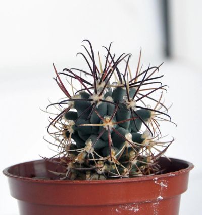 Лот: 9537372. Фото: 1. Кактус Glandulicactus uncinatus. Горшечные растения и комнатные цветы
