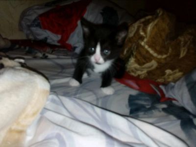 Лот: 12714724. Фото: 1. Чудо подарю. Кошки, котята