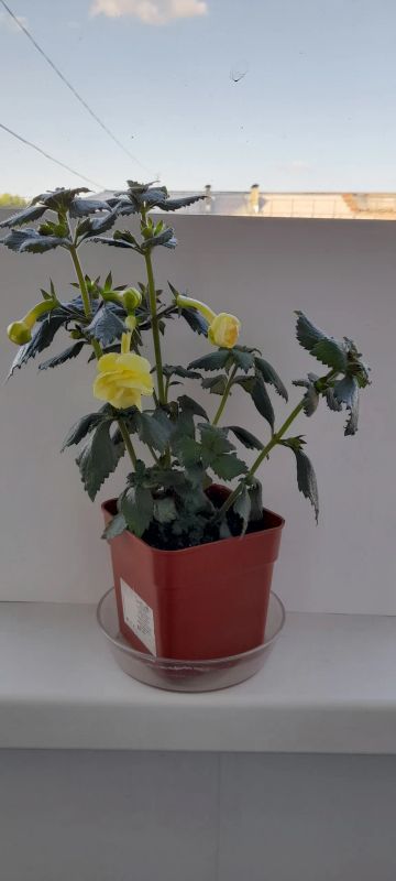 Лот: 20731308. Фото: 1. Ахименес желтый. Горшечные растения и комнатные цветы