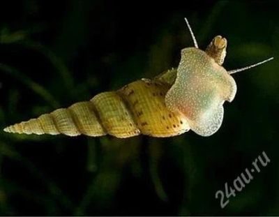 Лот: 2556015. Фото: 1. Улитки Melanoides tuberculata. Моллюски, ракообразные, кораллы