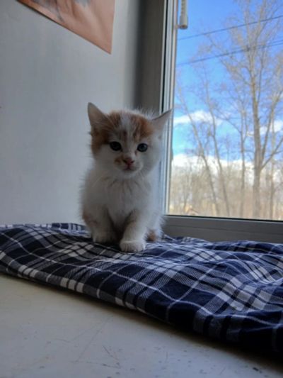 Лот: 25317523. Фото: 1. Отдам котят, 2 мальчика. Кошки, котята